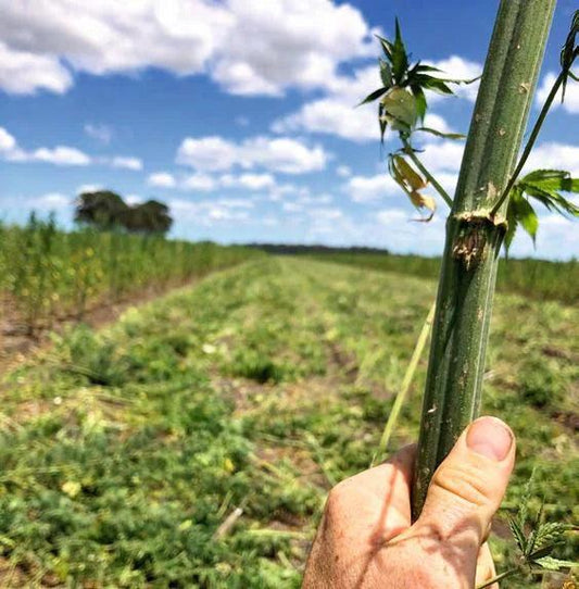 Hemp Bast Fibre: A Worldwide Resource Driving Innovation - Broadleaf Hemp