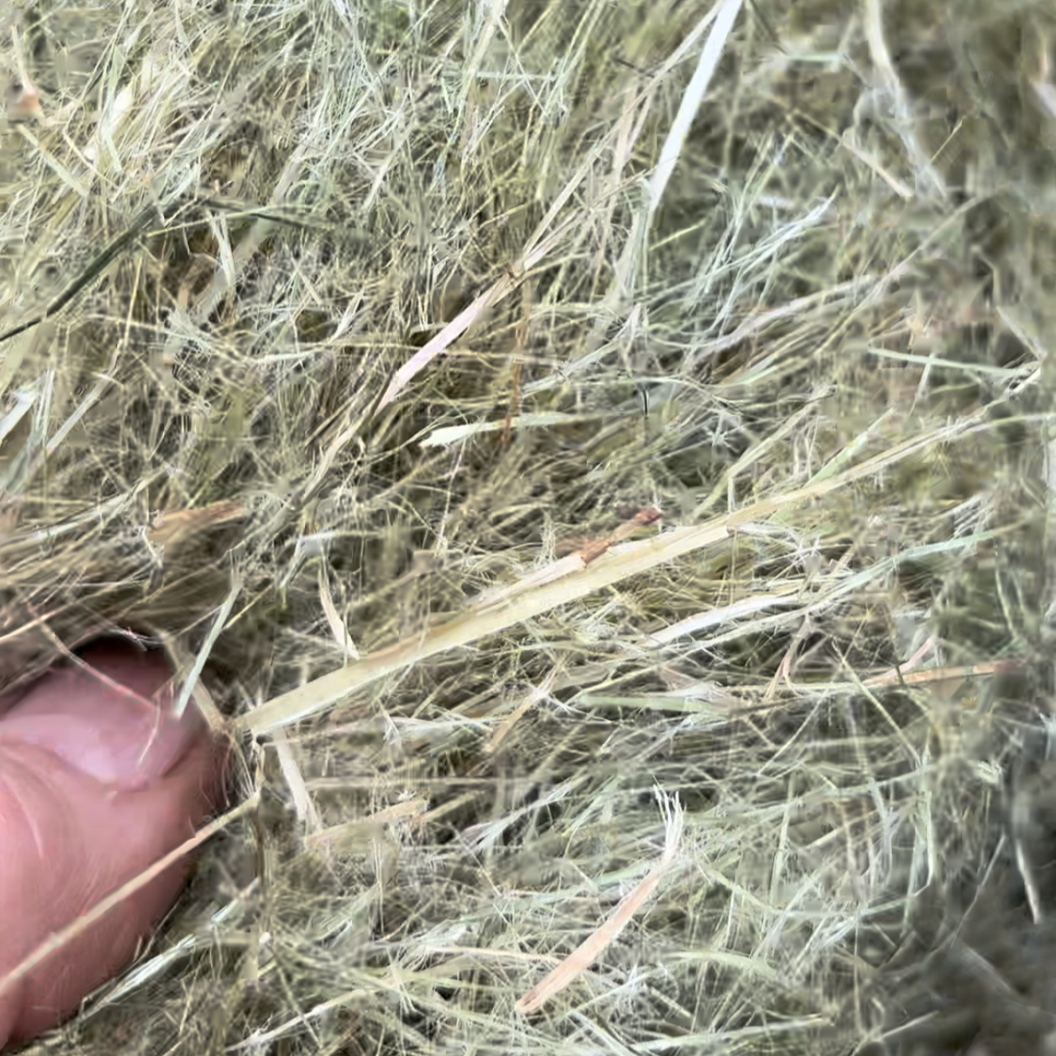 Australian Hemp Fibre | Long Bast - Broadleaf Hemp